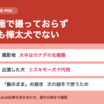 南極物語は実話か｜撮影地は南極でなく、犬も樺太犬ではない